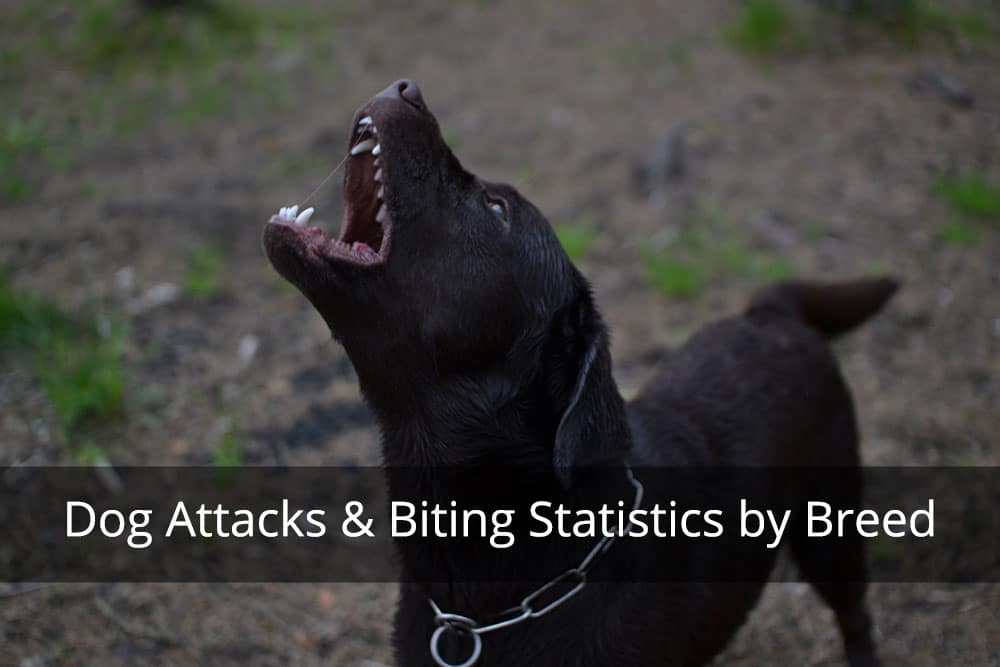 Dog Attacks & Biting Statistics by Breed - Stoy Law Group, PLLC.