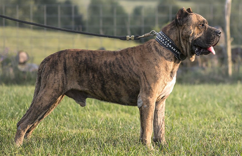 Presa Canario dog bite