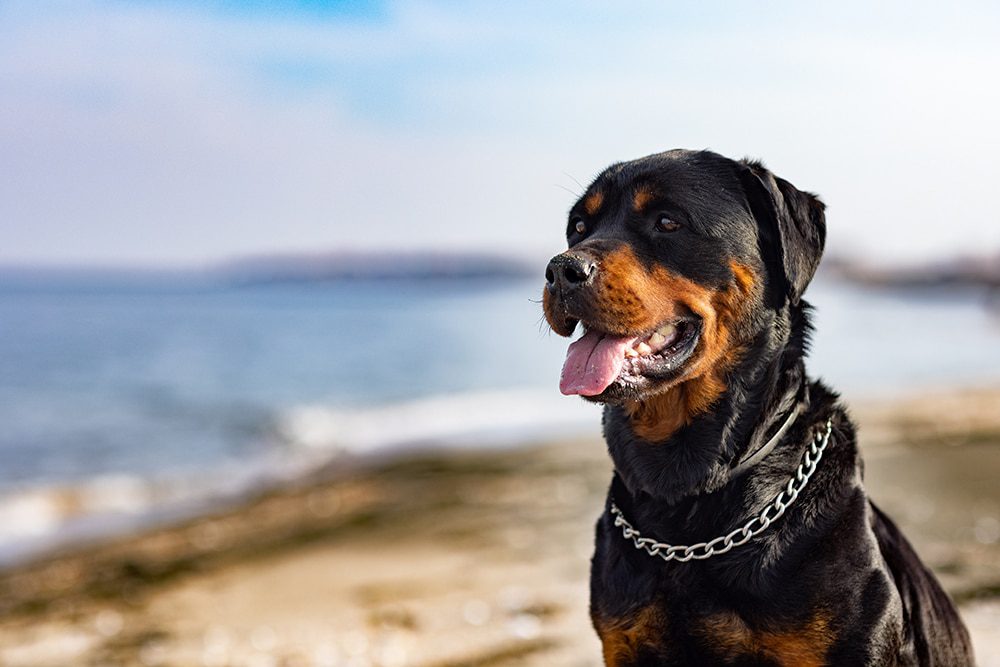 rottweiler dog bite