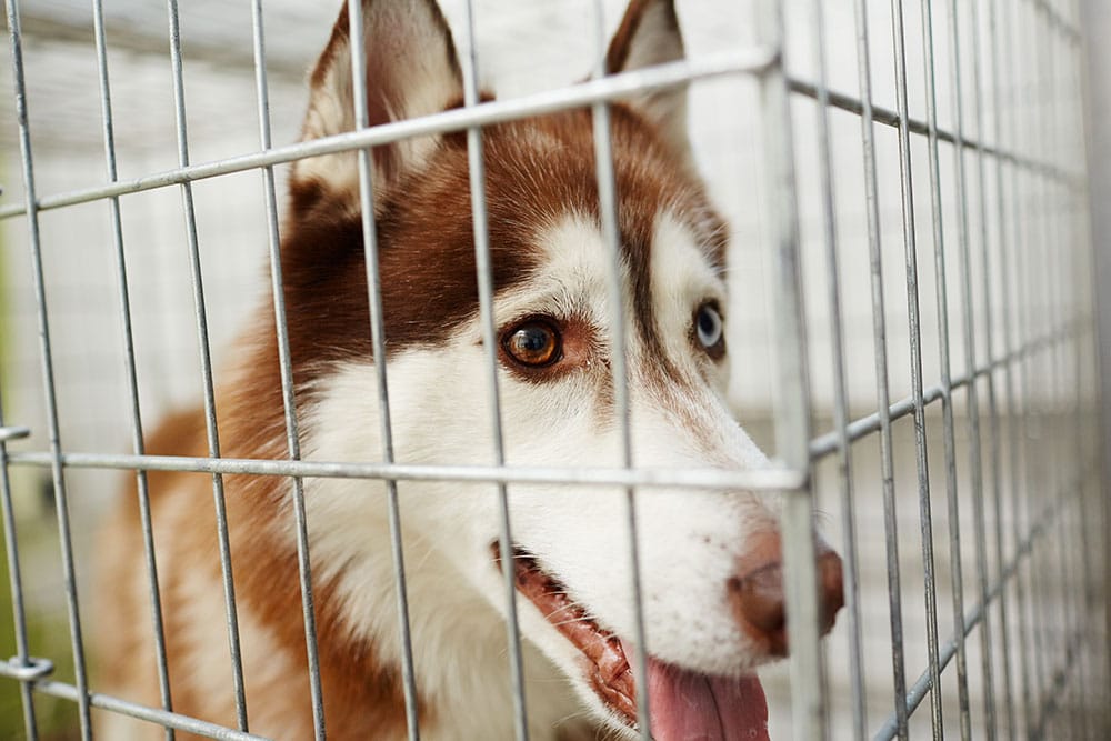 Wolf dog bite